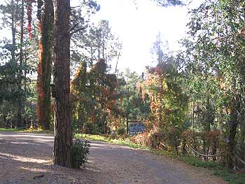 Fall comes alive at Bear Creek Motel and Cabins!